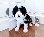 Small #4 Sheepadoodle