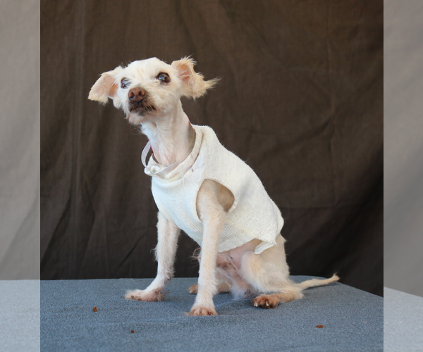 Medium Photo #1 Maltese-Unknown Mix Puppy For Sale in Pasadena, CA, USA