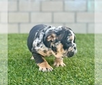 Small #27 English Bulldog