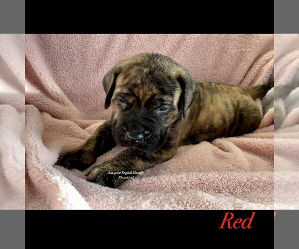 Medium Photo #6 Mastiff Puppy For Sale in GALLOWAY, OH, USA