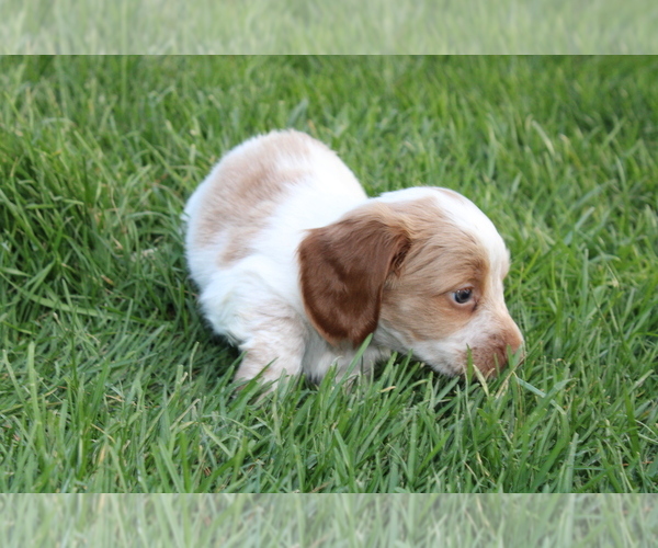 Medium Photo #9 Dachshund Puppy For Sale in BLOOMINGTON, IN, USA