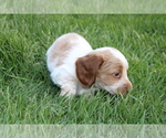 Small Photo #9 Dachshund Puppy For Sale in BLOOMINGTON, IN, USA