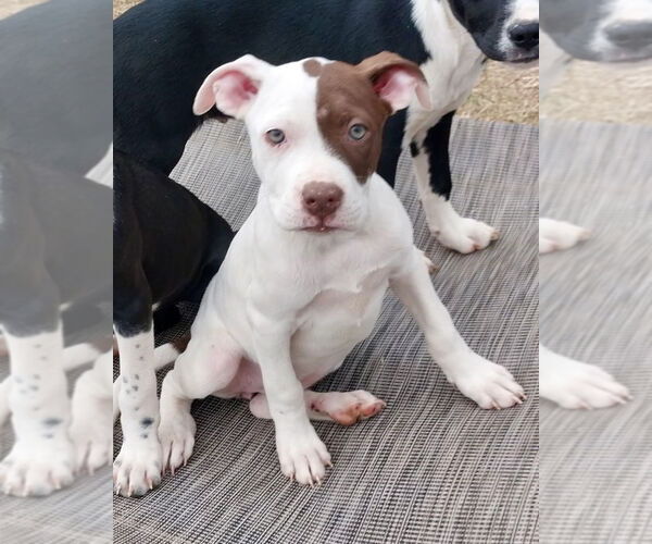 Medium Photo #4 Boxer-Unknown Mix Puppy For Sale in Mooresville, NC, USA