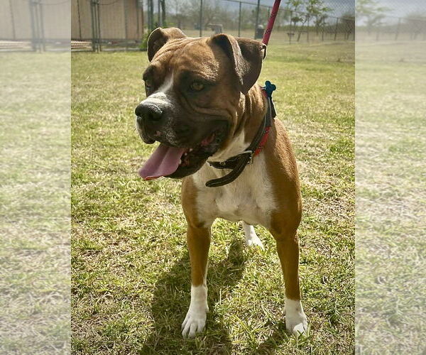 Medium Photo #2 Boxer Puppy For Sale in Dumont, NJ, USA