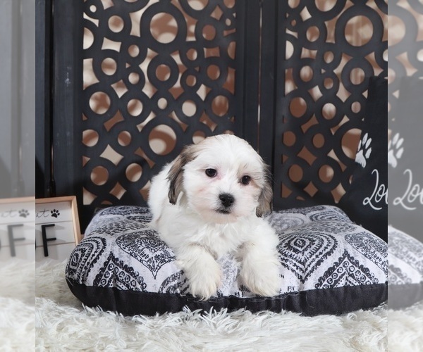 Medium Photo #1 Zuchon Puppy For Sale in MOUNT VERNON, OH, USA