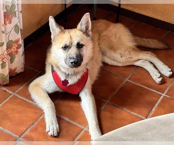 Medium Photo #3 German Shepherd Dog-Unknown Mix Puppy For Sale in Redlands, CA, USA
