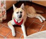 Small #2 German Shepherd Dog Mix