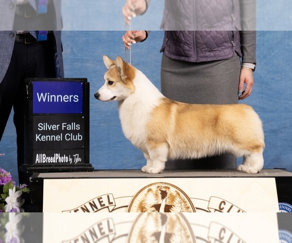 Medium Photo #1 Pembroke Welsh Corgi Puppy For Sale in WOODLAND, WA, USA