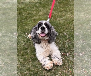 Mother of the Cocker-Pei puppies born on 01/17/2026