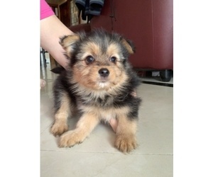 Yoranian Puppy for sale in CHINO HILLS, CA, USA
