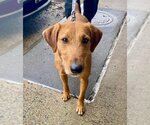 Small Photo #6 Irish Terrier-Unknown Mix Puppy For Sale in Fairfax, VA, USA