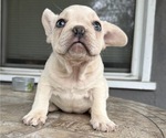 Small #1 French Bulldog