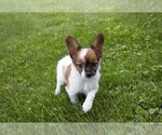 Small Photo #9 Papillon Puppy For Sale in SEBRING, OH, USA