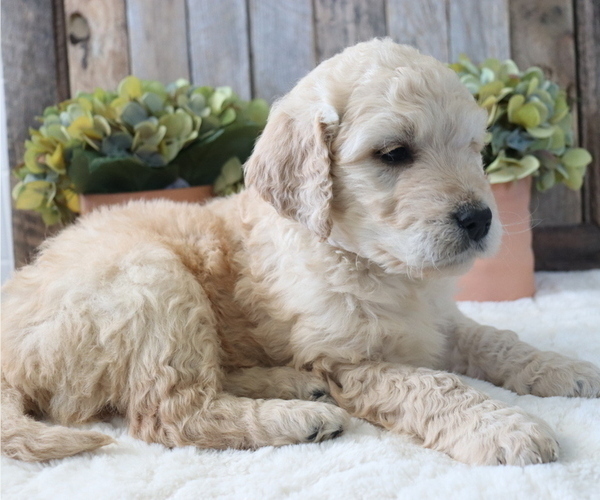 Medium Photo #3 Goldendoodle Puppy For Sale in HONEY BROOK, PA, USA