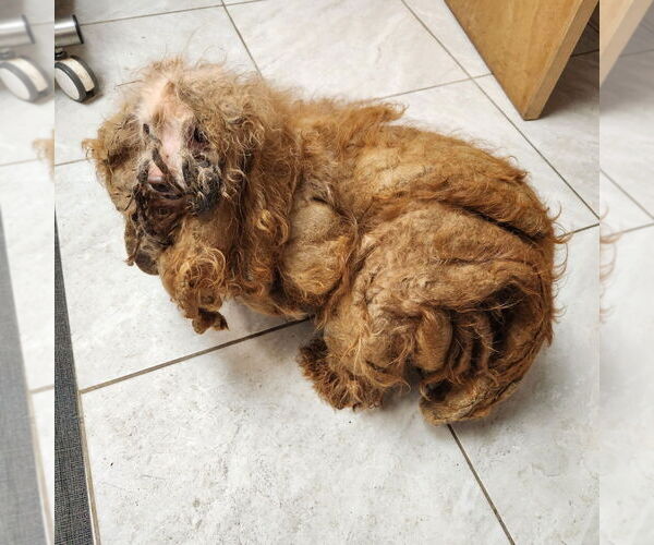 Medium Photo #2 Mutt Puppy For Sale in Walnutport, PA, USA