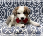 Small Photo #11 Australian Shepherd Puppy For Sale in LAKELAND, FL, USA