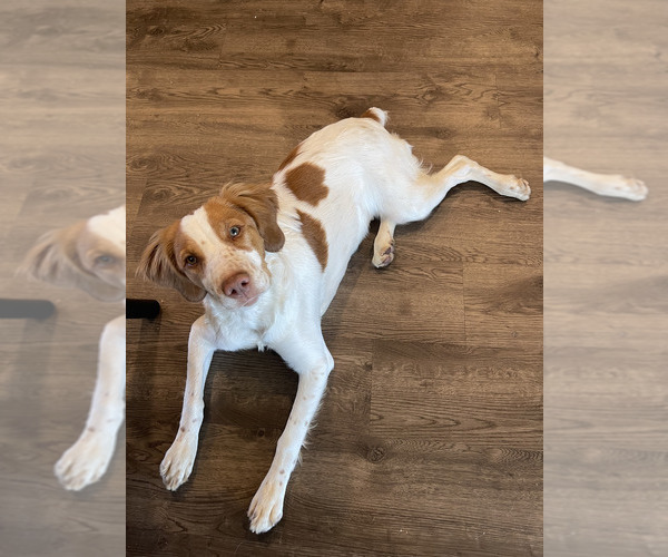 Medium Photo #3 Brittany Puppy For Sale in MORENO VALLEY, CA, USA