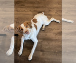 Small Photo #3 Brittany Puppy For Sale in MORENO VALLEY, CA, USA