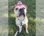 Small #2 American Pit Bull Terrier Mix