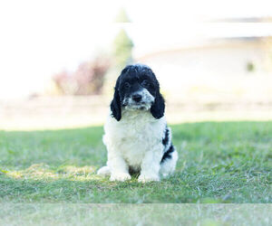 Cockapoo Puppy for Sale in WARSAW, Indiana USA