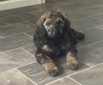 Puppy Puppy 5 Bernedoodle