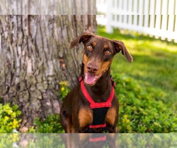 Medium Photo #3 Doberman Pinscher Puppy For Sale in Minneaoplis, MN, USA