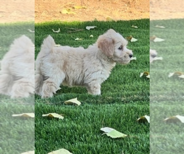 Medium Photo #3 Snorkie Puppy For Sale in COARSEGOLD, CA, USA