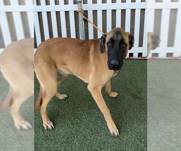 Medium Photo #1 Mutt Puppy For Sale in Modesto, CA, USA