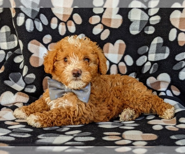 Medium Photo #5 Poodle (Miniature) Puppy For Sale in KINZERS, PA, USA