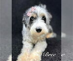 Small #3 Australian Shepherd Mix