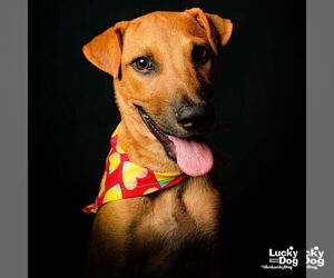 Labrador Retriever-Retriever  Mix Dogs for adoption in Washington, DC, USA