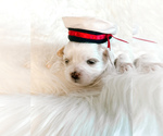 Puppy Boy Pups Maltipoo