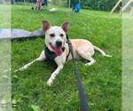 Small #1 American Staffordshire Terrier Mix
