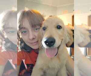Golden Retriever Puppy for sale in ARIZONA CITY, AZ, USA