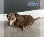 Small #3 Dachshund