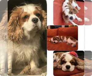 Cavalier King Charles Spaniel Dogs for adoption in Tenafly, NJ, USA