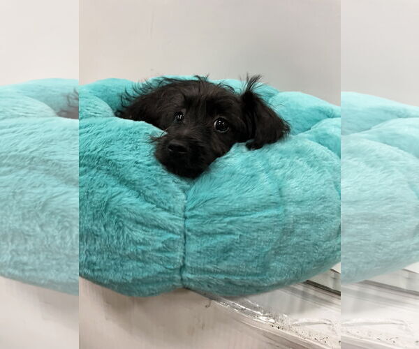 Medium Photo #2 Mutt Puppy For Sale in Pipe Creek, TX, USA