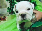Small Photo #9 English Bulldog Puppy For Sale in HAMILTON, OH, USA