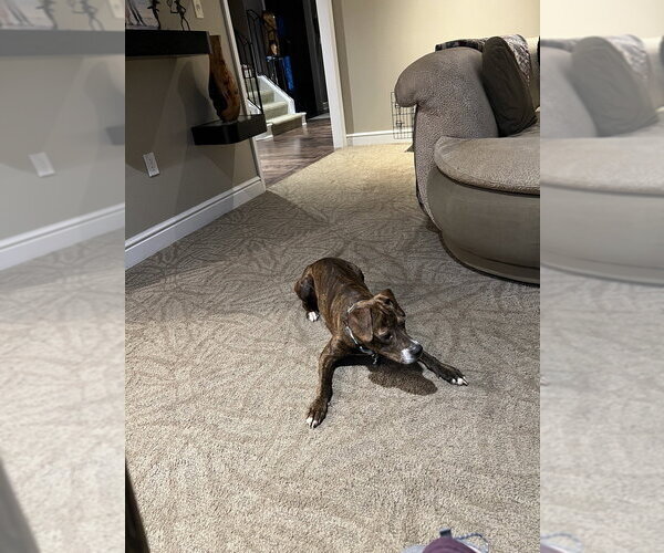 Medium Photo #2 Beagle-Unknown Mix Puppy For Sale in Springdale, PA, USA