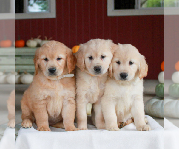 Medium Photo #4 Golden Retriever Puppy For Sale in MANHEIM, PA, USA