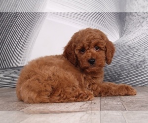 Goldendoodle (Miniature) Puppy for sale in WESTPOINT, IN, USA