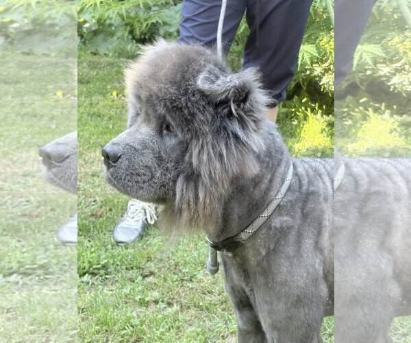 Medium Photo #2 Chow Chow Puppy For Sale in Prescott, Ontario, Canada