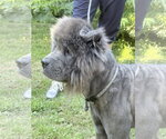 Small #1 Chow Chow