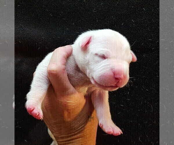 Medium Photo #7 Dogo Argentino Puppy For Sale in JANE, MO, USA