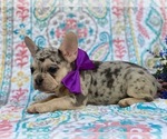 Small Photo #5 French Bulldog Puppy For Sale in HONEY BROOK, PA, USA
