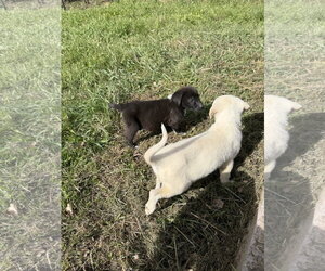 Momo - Female Great Pyrenees-Unknown Mix Dog for Adoption - Photo #4