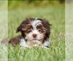 Small #1 Auss-Tzu