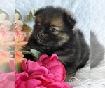 Small #1 Pomeranian