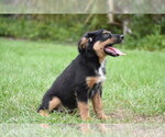 Small #3 Miniature Australian Shepherd