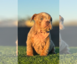 Small #1 English Bulldog